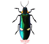 Megaloxantha bicolor assamensis (Thailand)